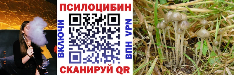 Купить закладки  Первомайск  Псилоцибиновые грибы Psilocybine cubensis 